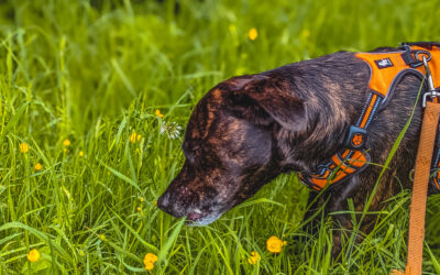 Why do our dogs eat grass?