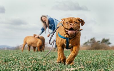 Why does my dog run from the lead at the end of a walk?